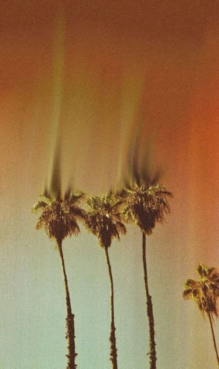 Palm trees against a warm sunset sky